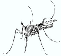 Aedes aegypti