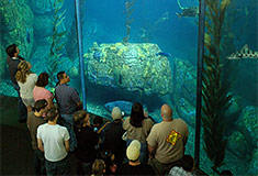 Blue Cavern exhibit at the Aquarium of the Pacific