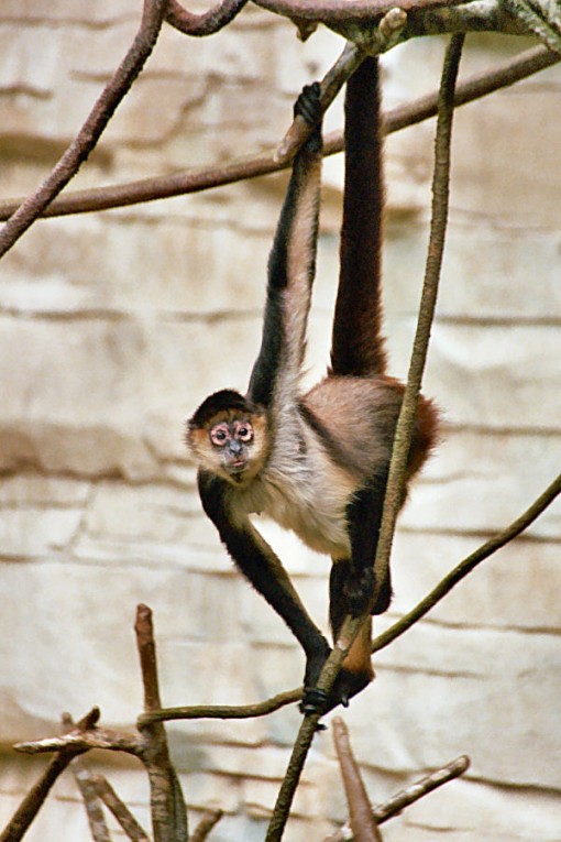 The spider monkey, a typical platyrrhine. (Image Courtesy WIkimedia Commons).