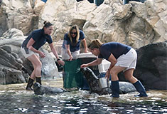 Aquarium show