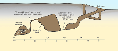 The Rising Star Cave System, showing access to the Dinaledi chamber. (Credit: Illustration by Pat Linse, based on image by National Geographic)