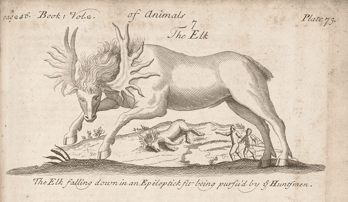 In a 1725 copper etching, huntsmen approach a moose felled by epilepsy.