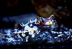 Flamboyant Cuttlefish (Aquarium of the Pacific)