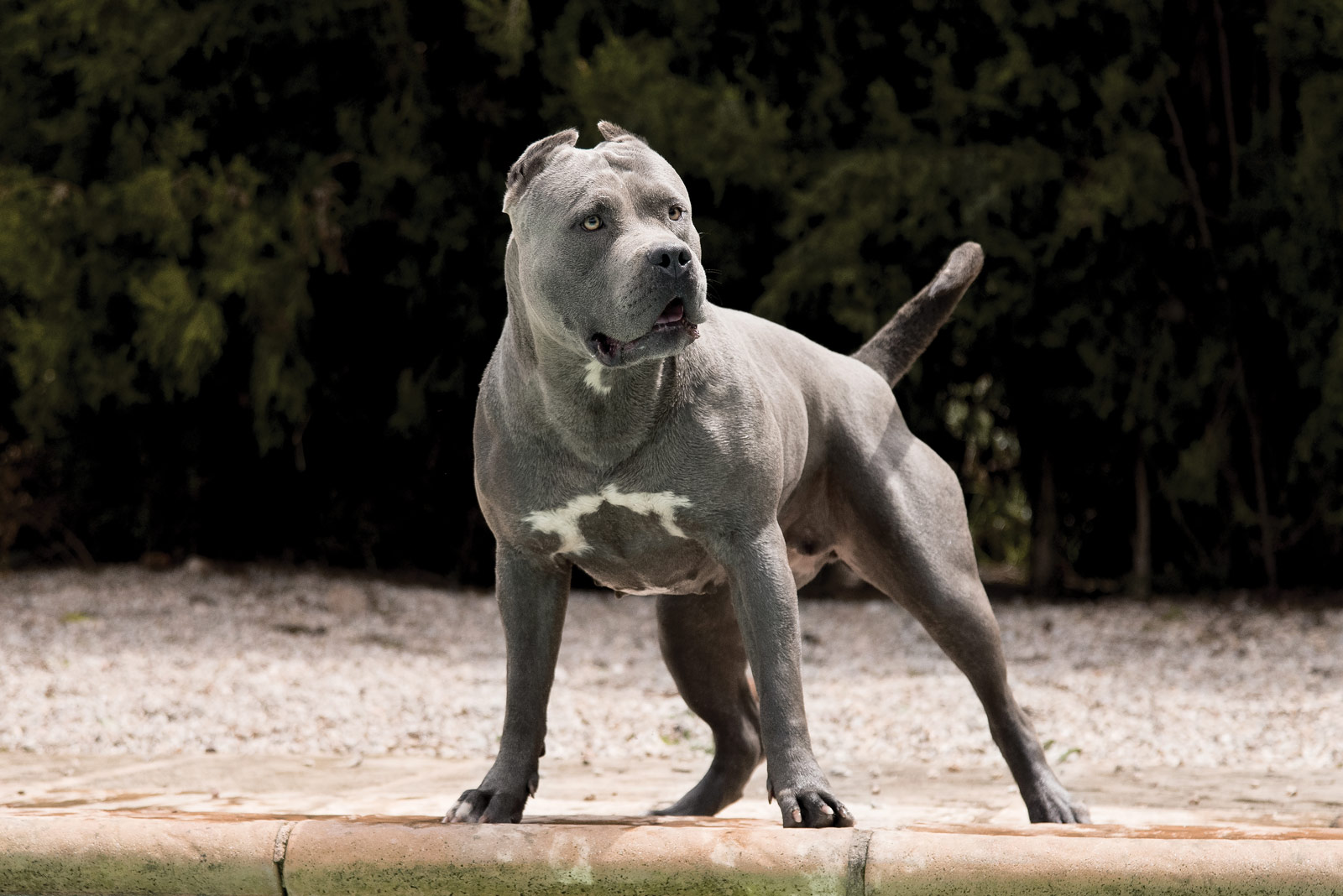 Gray XL Bully