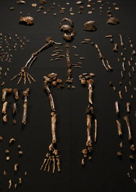 Homo naledi skeletal specimens by Lee Roger Berger research team [CC BY 4.0], via Wikimedia Commons