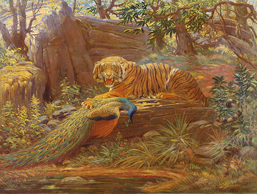 Knight's masterpiece of a snarling tiger with peacock (copyright Rhoda Knight Kalt)