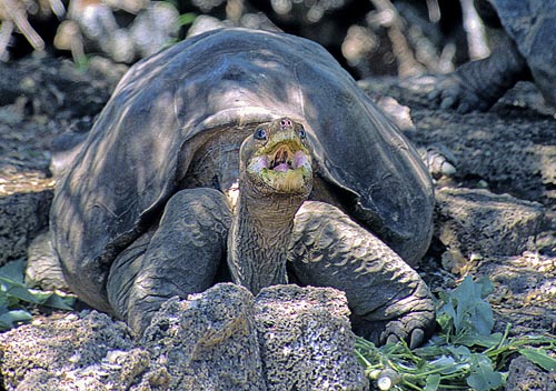 Lonesome George relaxing in his pen at the
Charles Darwin Research Station. Photograph by the author.