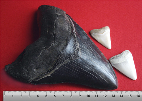 Megalodon tooth with great white sharks teeth