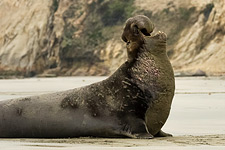 Northern elephant seal (Mirounga angustirostris) at Point Reyes National Seashore, California. By Frank Schulenburg (Own work) [CC-BY-SA-3.0 (http://creativecommons.org/licenses/by-sa/3.0)], via Wikimedia Commons