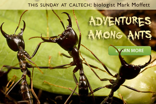 Soldiers of an African army ant that can have colonies of 20,000,000 workers capable of killing cattle (photo copyright © Mark W. Moffett, used with permission) 