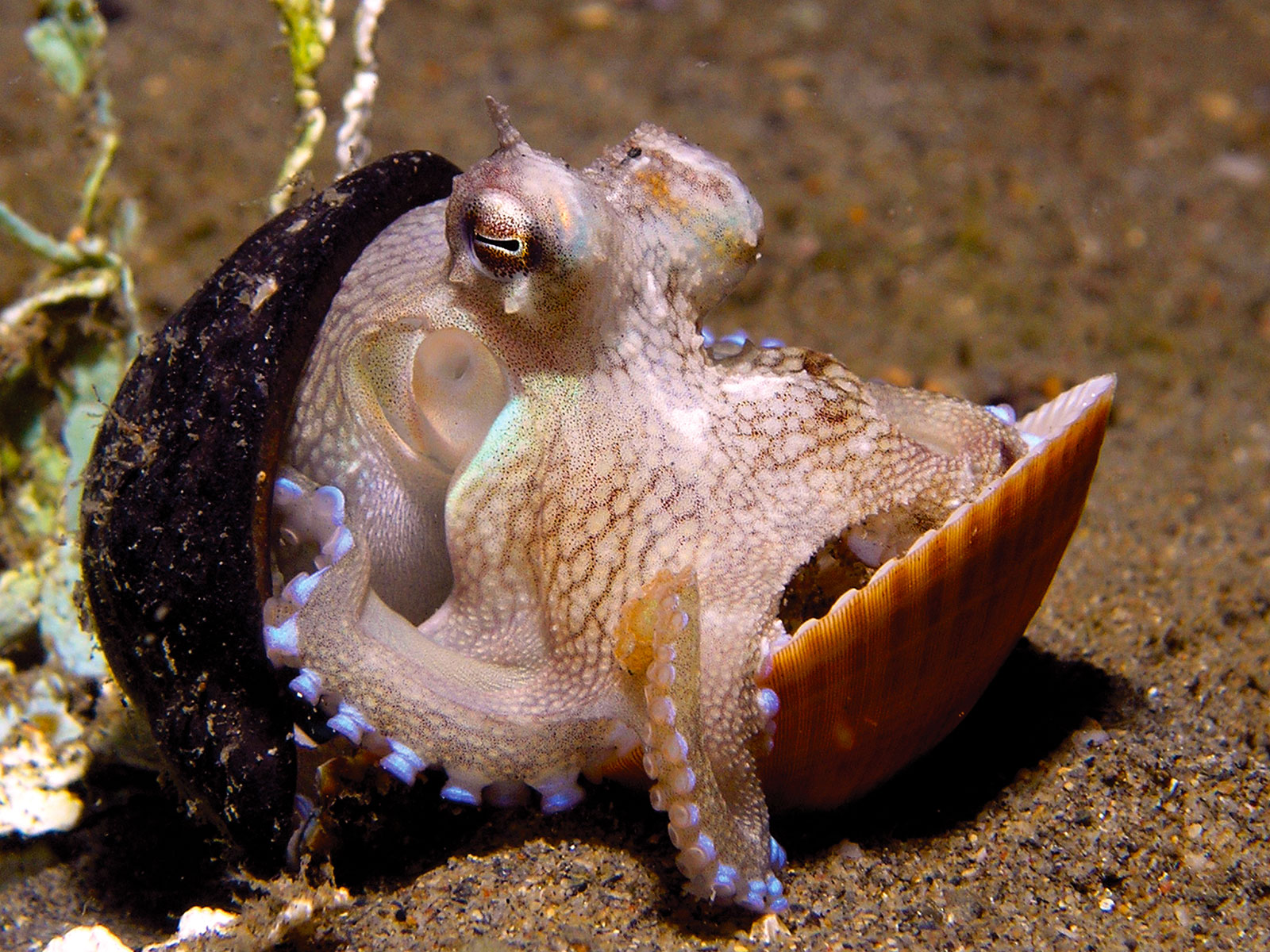 coconut octopus