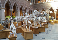 Dinosaur exhibits at the Oxford University Museum of Natural History