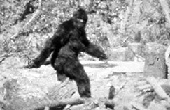 still from the Patterson-Gimlin film