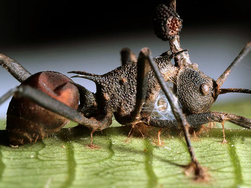 Polyrhachis armata