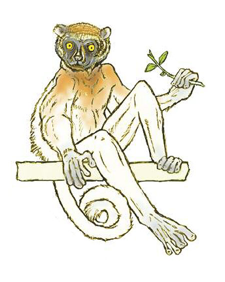 Propithecus coronatus