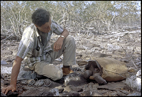 Roger Perry, Director of the Charles Darwin
Research Station from 1964 to 1970, preparing to transport, in May 1968, one of the 14 remaining tortoises (a female) from Espanola to a breeding
center on Santa Cruz. Photograph by Tjitte de Vries.