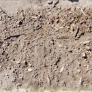 Sharktooth Hill Quarry (photo by Larry Barnes, Natural History Museum of Los Angeles County)