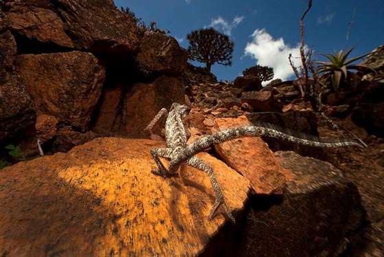 The native animals on Socotra include several species of birds and 29 endemic reptiles, including the Socotra chameleon, Chameleon monachus.