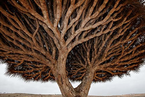 Dracaena cinnabari is one of many plant species unique to Socotra, an archipelago in the Arabian Sea. (Photograph copyright Mark W. Moffett)