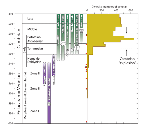 Figure 1: Timescale of the Cambrian diversification event, showing the gradual and stepwise increase in diversity through the first three stages of the Early Cambrian. Meyer's book completely ignores the existence of the first two stages (Nemakit-Daldynian and Tommotian Stages), and falsely asserts that all Cambrian forms abruptly arose in the third stage of the Cambrian (Atdabanian) stage, some 15 million years after the true beginning of the Cambrian.