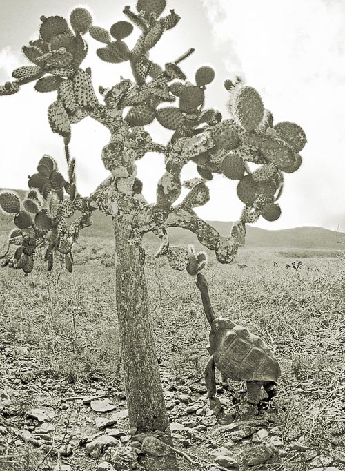 A male saddleback tortoise from Pinzón Island
reaching for an Opuntia cactus pad. As a result of natural selection on islands in the Galápagos where tortoises are found, Opuntia have
evolved into tree forms, reaching a height of 12 meters. On islands where tortoises have never been present, Opuntia form clumps along the ground,
reaching a maximum height of only 2 meters. The close relationship between cacti and tortoises represents a classic case of coevolution. Photograph
by the author. 