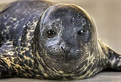 Male pup (Aquarium of the Pacific)