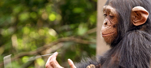 a baby chimpanzee in wildlife shelter in Cameroon, West Africa. Photo by Hagit
Berkovich.