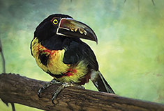 Collard aracari (Aquarium of the Pacific)