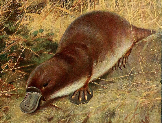 Duckbill Platypus, plate 34 of Wild Life of the World: A Descriptive Survey of the Geographical Distribution of Animals Volume III, by Richard Lydekker (London; F. Warne and co., 1916) via the Biodiversity Heritage Library [Public Domain]