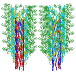 the structure of the flagellar filament