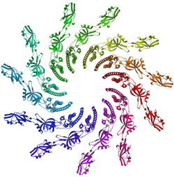 partial structure of the flagellar filament's cross-section