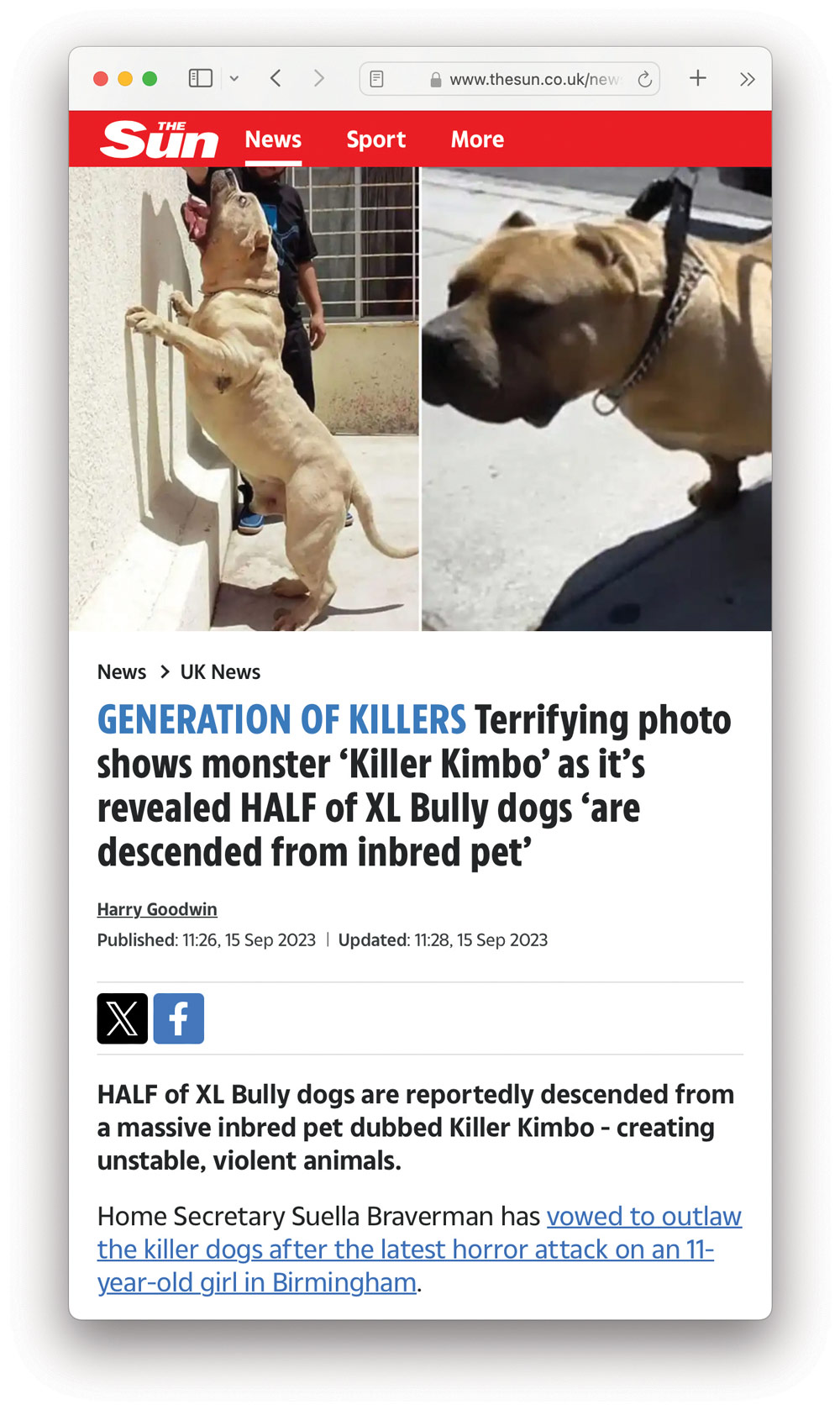 Headline: Half of XL Bully dogs are reportedly descended from a massive inbred pet dubbed Killer Kimbo - creating unstable, violent animals.