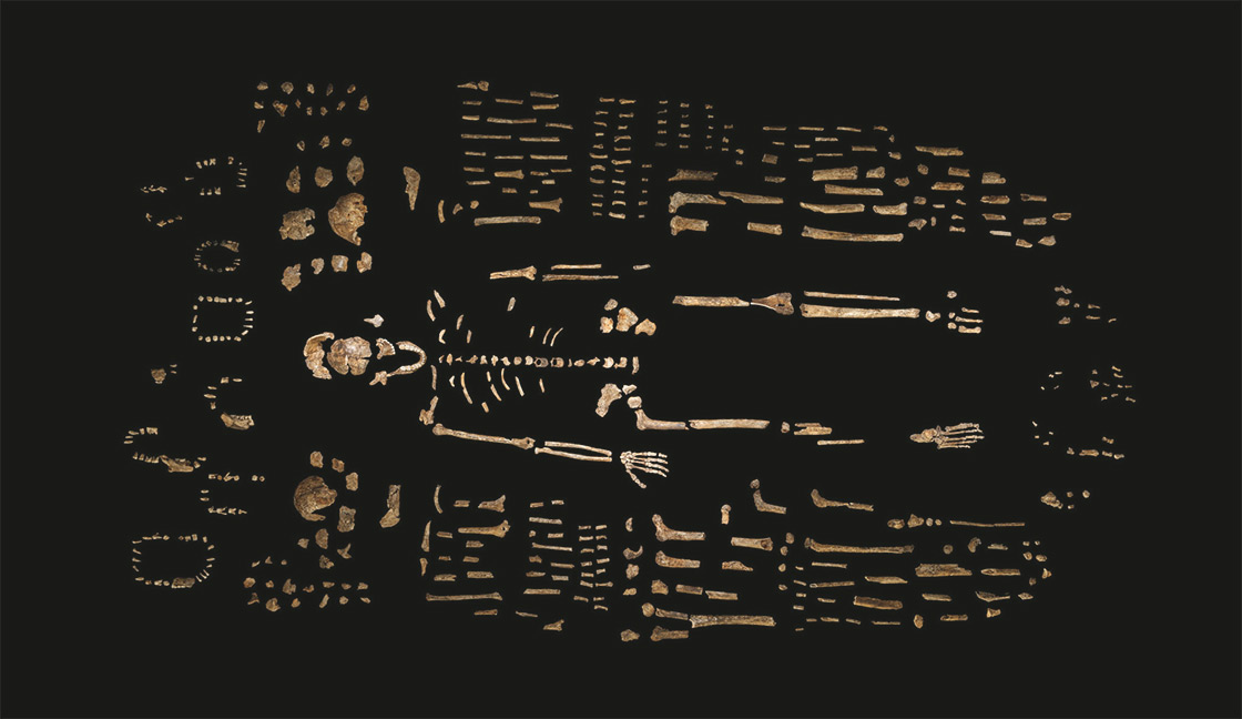 Composite skeleton of Homo naledi, surrounded by fossil fragments. (Credit: Robert Clark/National Geographic, Lee Berger/Wits University). Click image to enlarge.