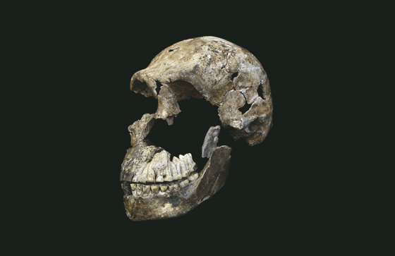 The skull of Homo naledi, named Neo (Credit: Wits University/John Hawks)