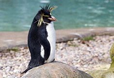 Northern rockhopper penguin (Eudyptes c. moseleyi) in ZSL London Zoo, by Katie Chan (own work) [CC BY-SA 4.0 (http://creativecommons.org/licenses/by-sa/4.0)], via Wikimedia Commons