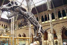 Stan (Tyrannosaurus rex) cast at the Oxford University Museum of Natural History, by Ballista at the English language Wikipedia [GFDL or CC-BY-SA-3.0], via Wikimedia Commons