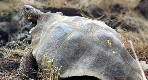 Lonesome
George photo by Frank Sulloway