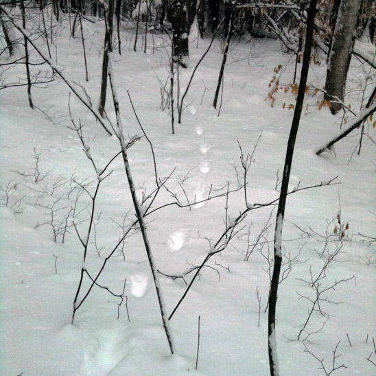 The tracks of the Adirondack fisher cat (a large weasel), leaping through snow, leaving an imprint of its body. (Photo by Jonathan Blais)