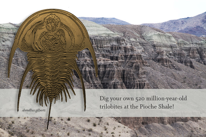 Collect your own fossils! We will stop at the Pioche Shale, Oak Springs Summit near Caliente, Nevada to collect trilobites.