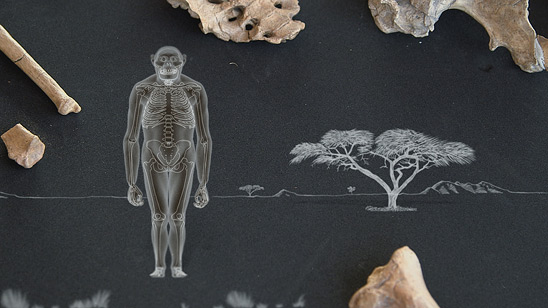 Hominids like this Australopithecus afarensis have knees angled inward, enabling a more efficient gait. Humans walk in the same way. (Courtesy of Jellyfish Pictures)